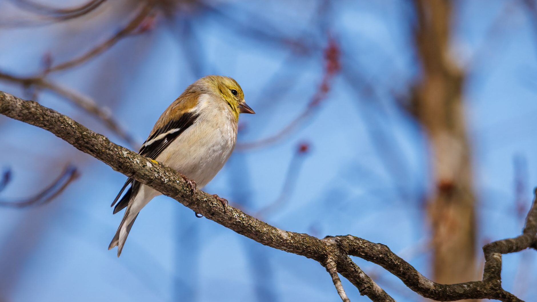 a close up shot of an american goldfinch perched on a tree branch