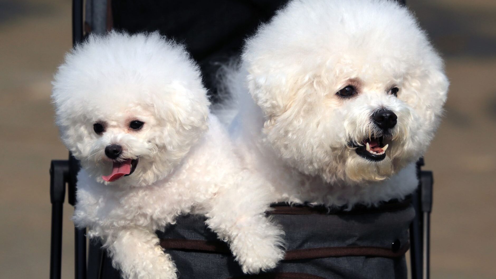 poodles in carriage