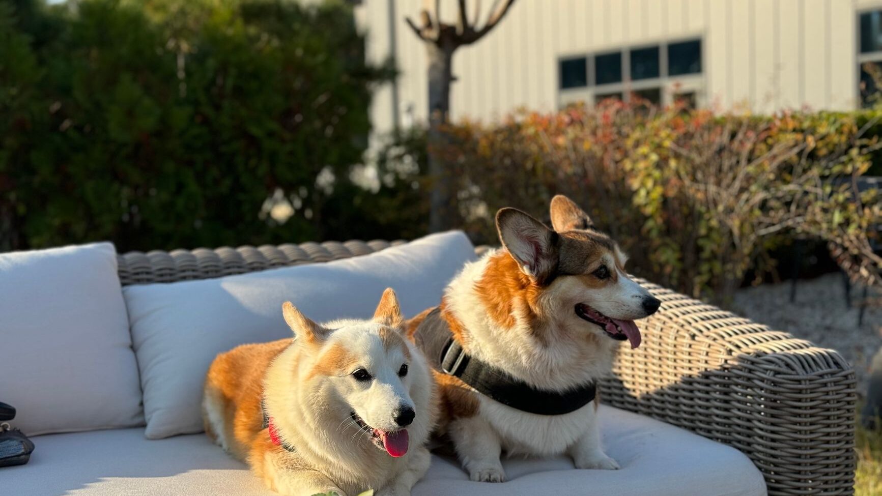 two dogs on a sofa
