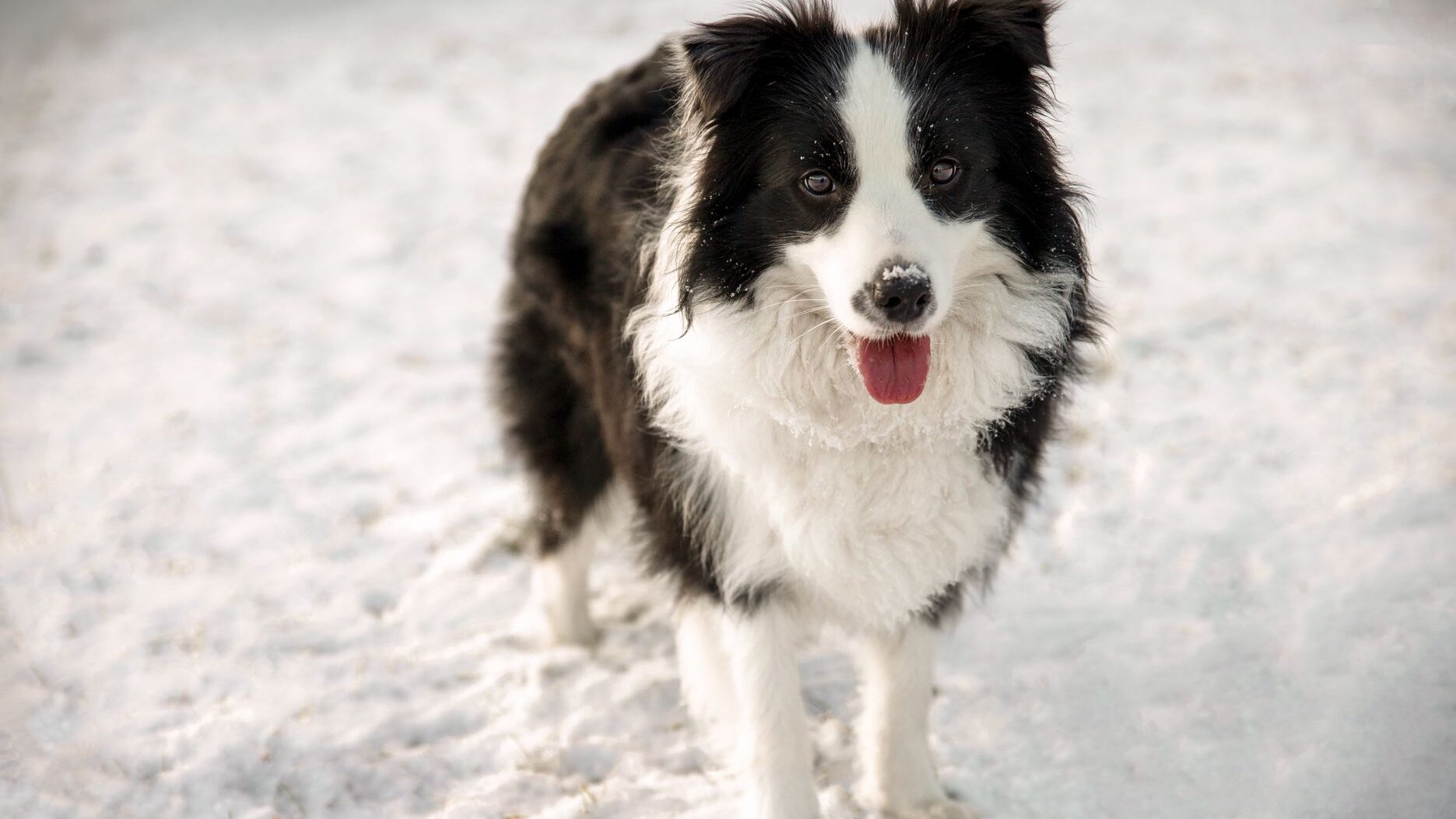 adorable border collie in snowy winter landscape